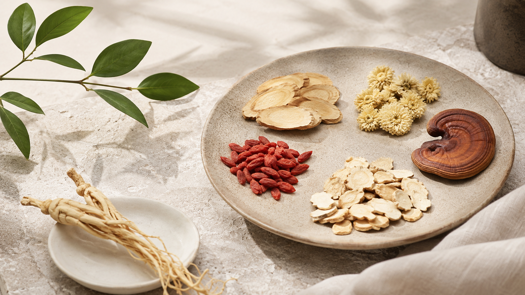 A ceramic plate holding astragalus slices, dried chrysanthemum flowers, goji berries, atractylodes root and a reishi mushroom, with ginseng root on a small dish alongside.