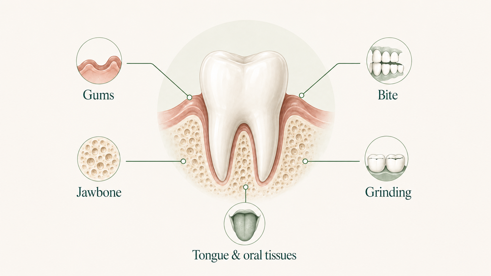 Cross-section of a tooth in the jaw, with callouts labelling gums, jawbone, bite, grinding, and tongue and oral tissues