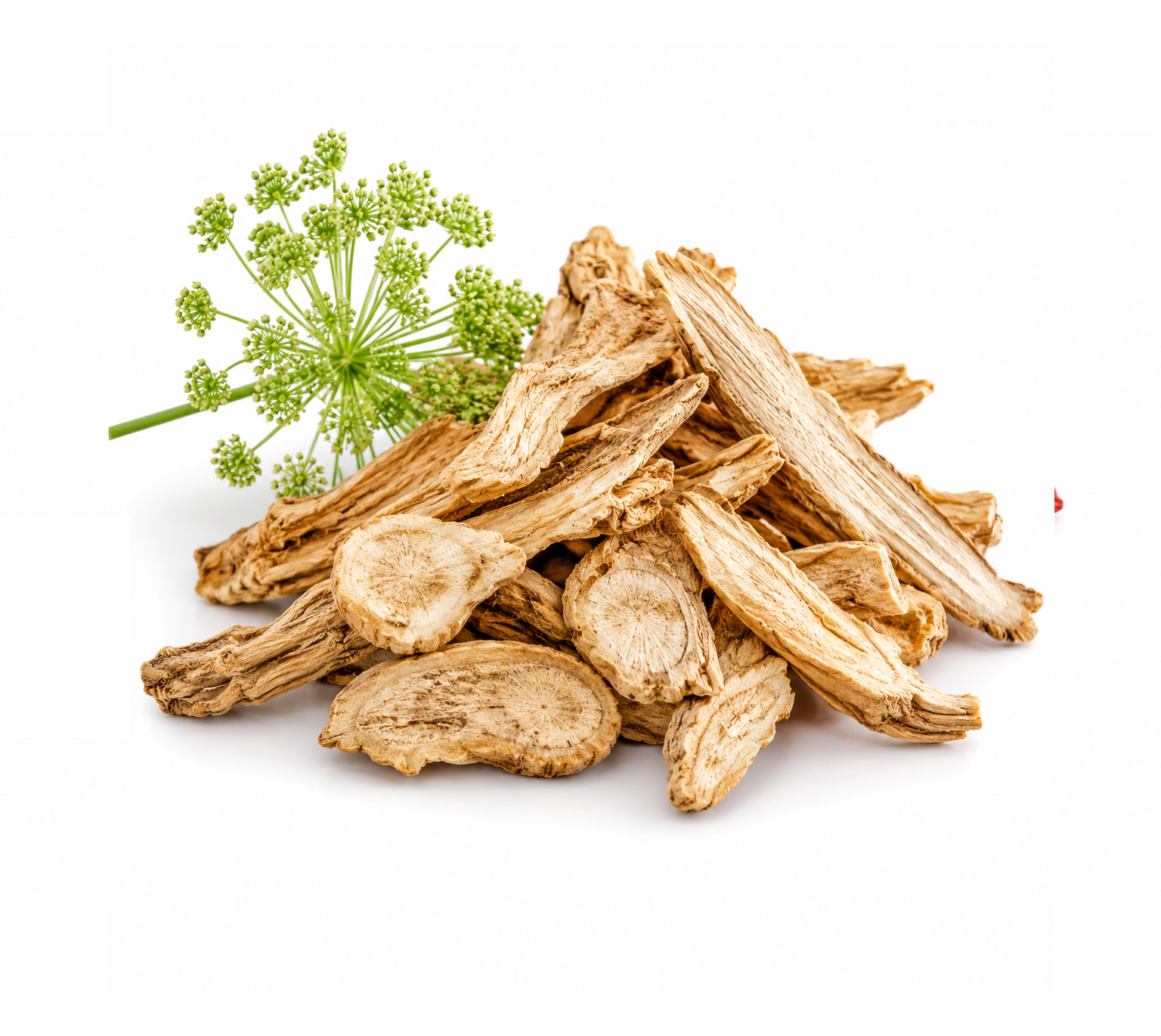 Angelica root botanical