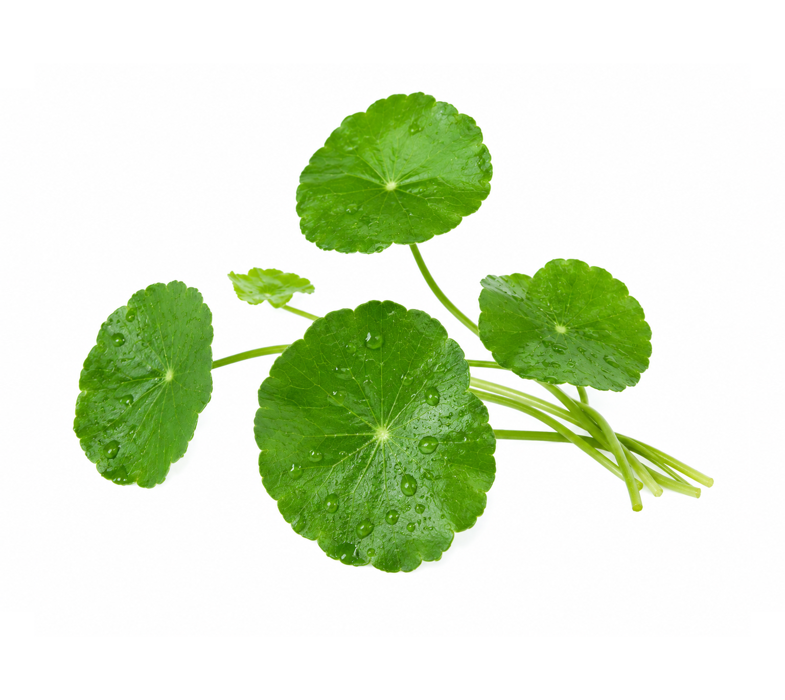 Centella asiatica (cica) leaves