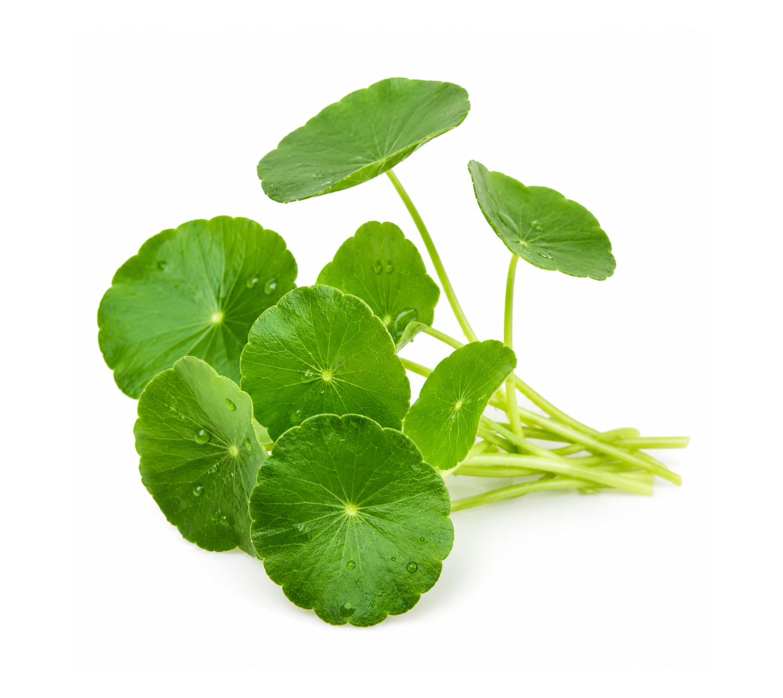 Centella asiatica (cica) botanical