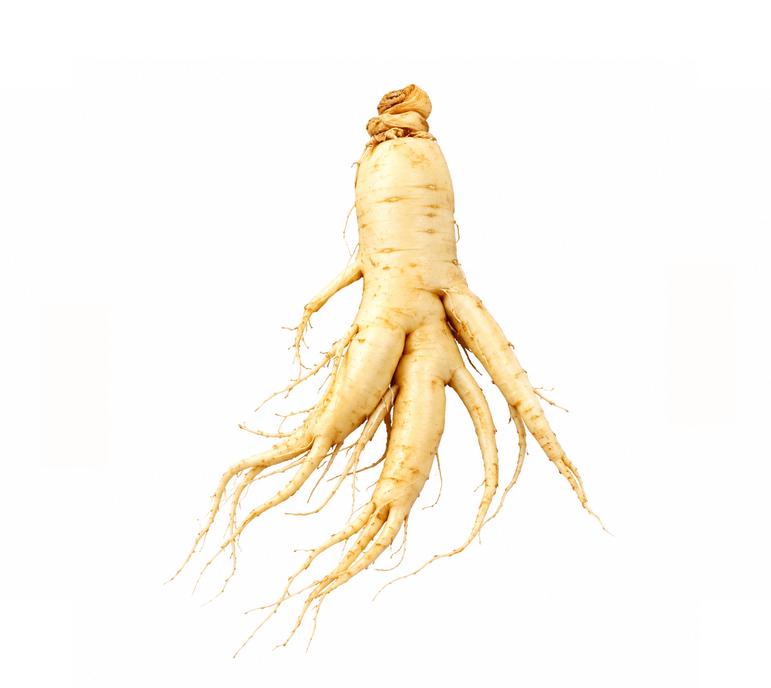Panax ginseng root